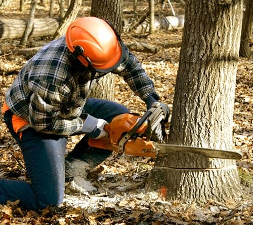 Tree Removal in Medford, NY